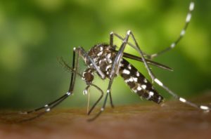 Scopri di più sull'articolo Come combattere le zanzare in giardino