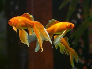 Scopri di più sull'articolo I pesci per l’acquario di acqua dolce
