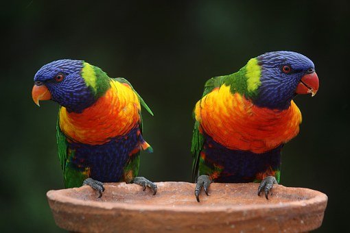 La giusta voliera per i pappagalli