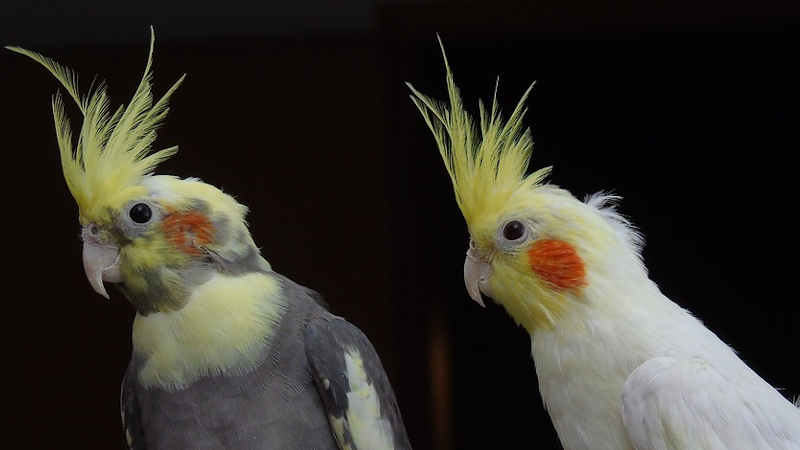 Al momento stai visualizzando Come addestrare un pappagallo Calopsite
